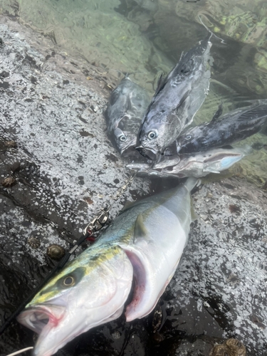 ヒラマサの釣果