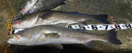 シーバスの釣果