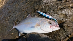 ショゴの釣果