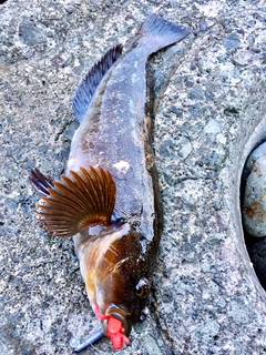 アイナメの釣果