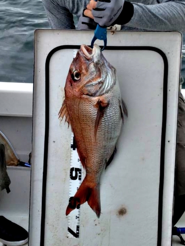 マダイの釣果