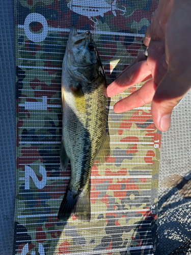 ブラックバスの釣果