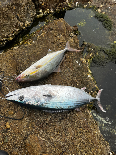 ハガツオの釣果