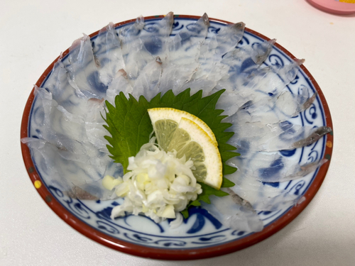 マゴチの釣果