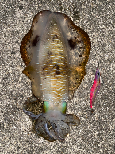 アオリイカの釣果