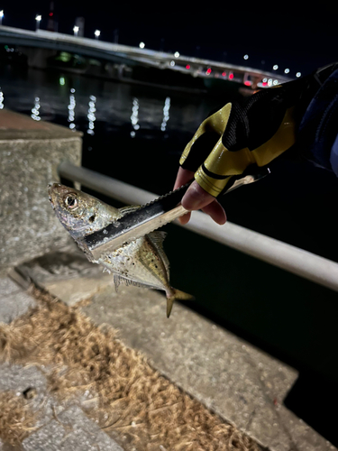 マアジの釣果