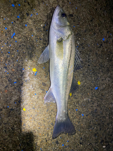 スズキの釣果