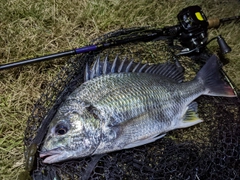 キビレの釣果