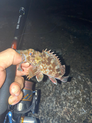 タケノコメバルの釣果