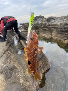 キジハタの釣果