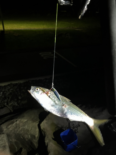 コノシロの釣果