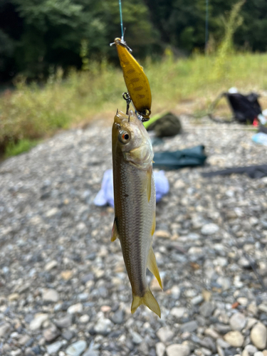 カワムツの釣果