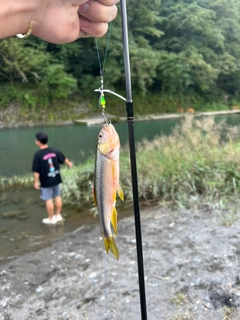 カワムツの釣果