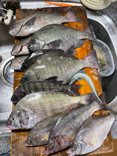 クチブトグレの釣果