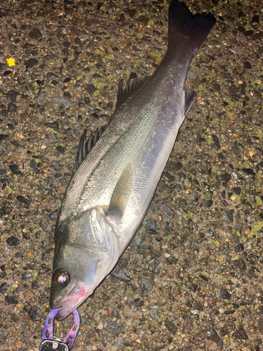 セイゴ（タイリクスズキ）の釣果