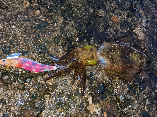 アオリイカの釣果