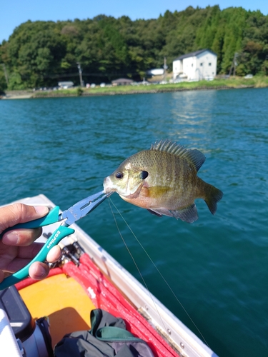 ブルーギルの釣果