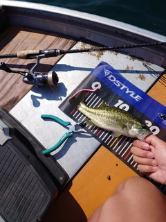 ブラックバスの釣果