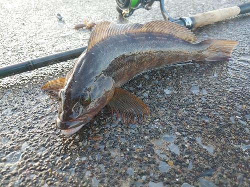 アイナメの釣果