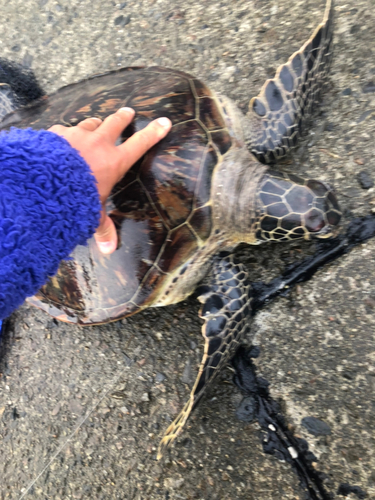 キントキダイの釣果