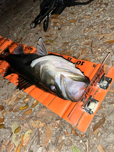 シーバスの釣果