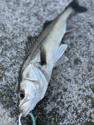 スズキの釣果