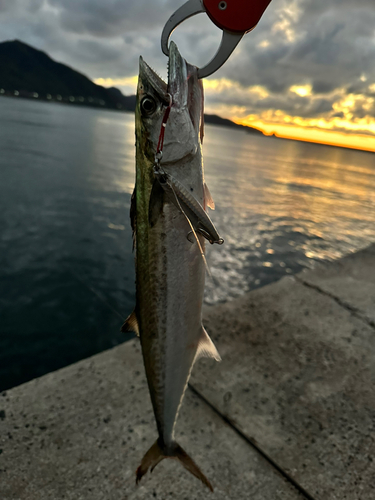 サゴシの釣果