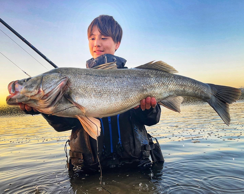 タイリクスズキの釣果