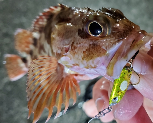 カサゴの釣果