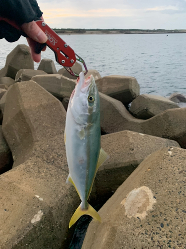 ワカシの釣果