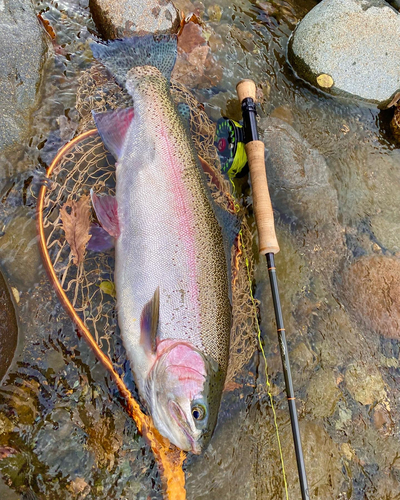 ニジマスの釣果