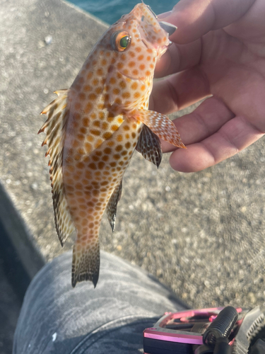 オオモンハタの釣果