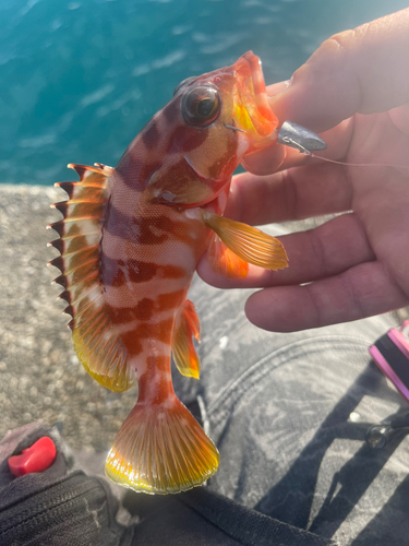 アカハタの釣果