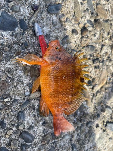 オキゴンベの釣果