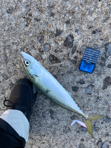 サバの釣果