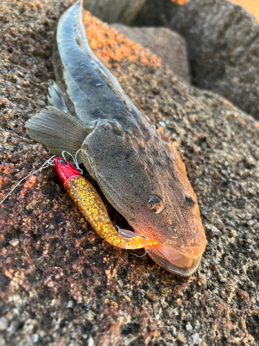 マゴチの釣果