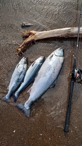 サクラマスの釣果