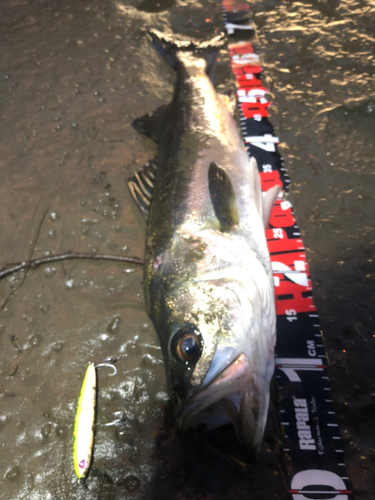 シーバスの釣果