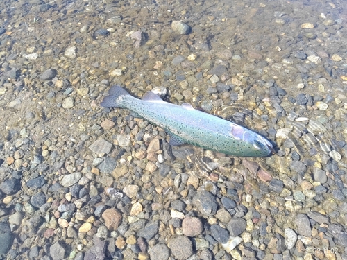 トラウトの釣果