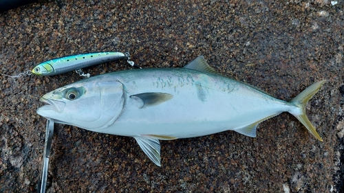 ヤズの釣果