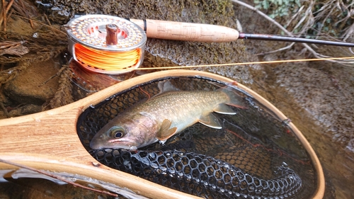 ニッコウイワナの釣果