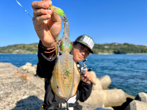 アオリイカの釣果