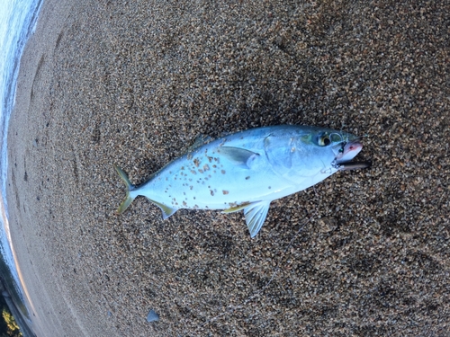 ヤズの釣果