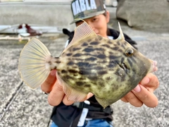 カワハギの釣果