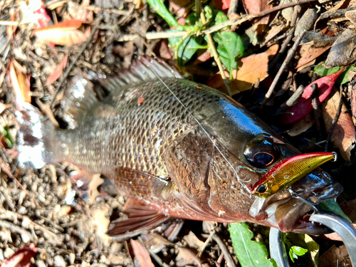 ゴマフエダイの釣果