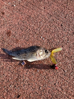 クロソイの釣果