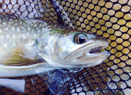 ニッコウイワナの釣果