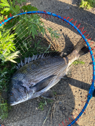 チヌの釣果