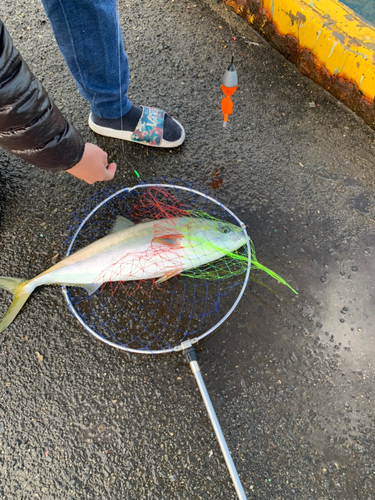 メジロの釣果