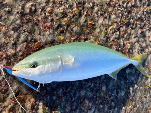 イナダの釣果